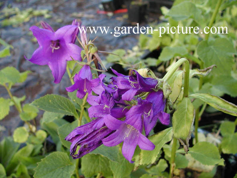 Campanula latifolia var. macrantha