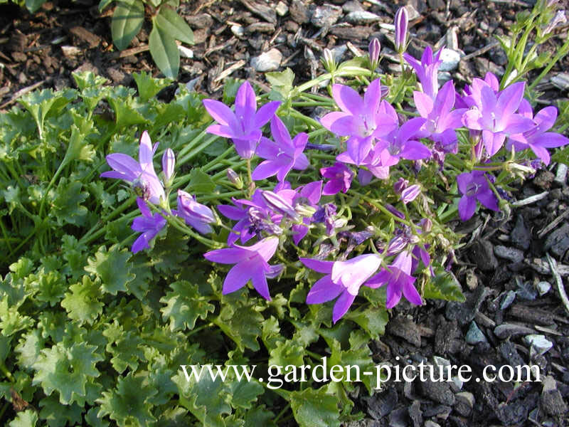 Campanula 'Birch Hybrid'