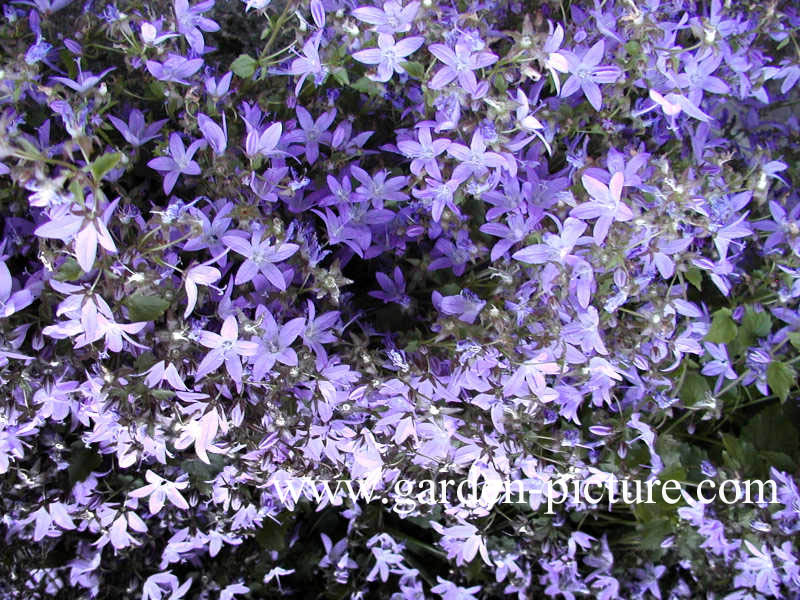 Campanula poscharskyana