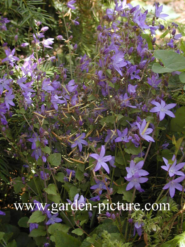 Campanula poscharskyana