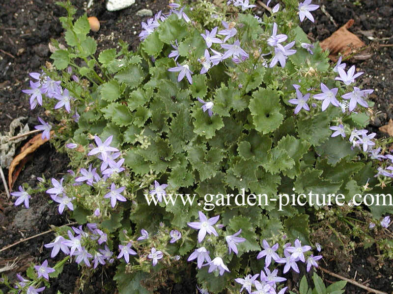 Campanula poscharskyana 'Stella'