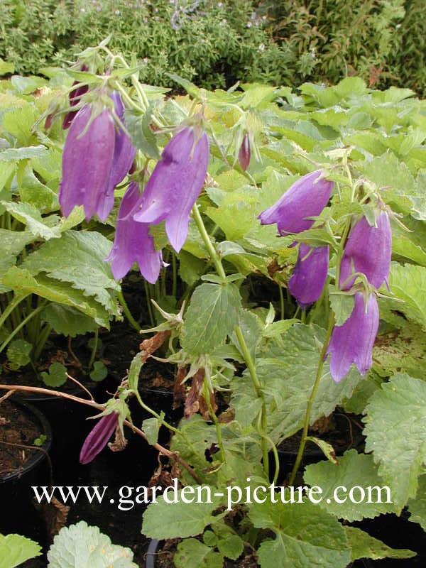 Campanula 'Sarastro'