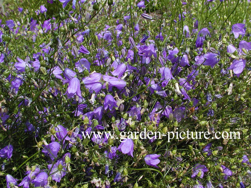 Campanula rotundifolia