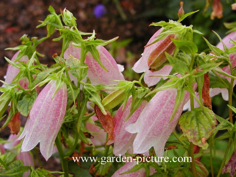 Campanula takesimana