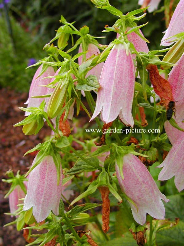 Campanula takesimana