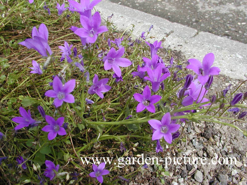 Campanula 'Birch Hybrid'