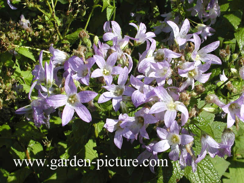 Campanula lactiflora 'Prichard's Variety'