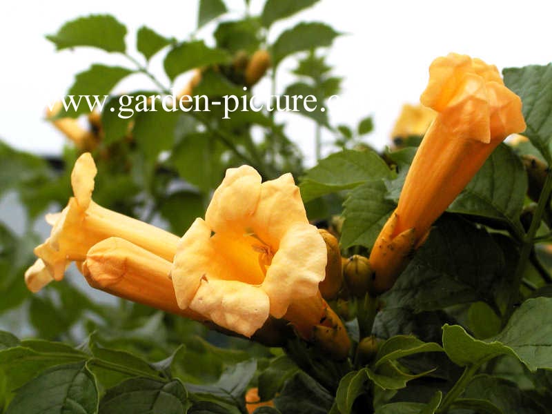 Campsis radicans 'Flava'