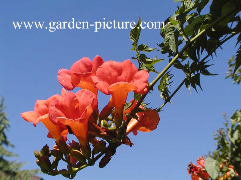 Campsis tagliabuana 'Mme Galen'