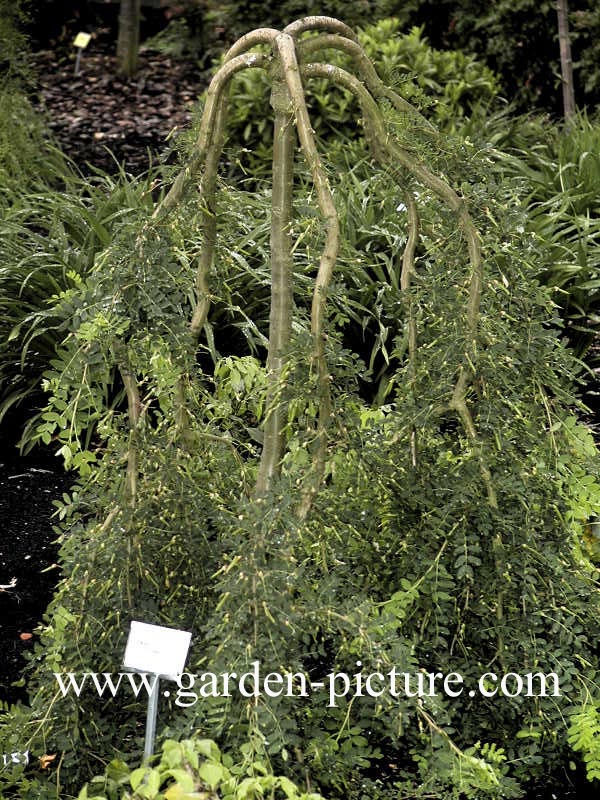 Caragana arborescens 'Pendula'