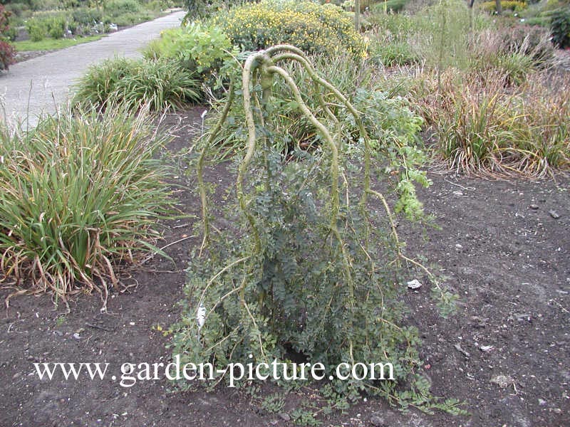 Caragana arborescens 'Pendula'