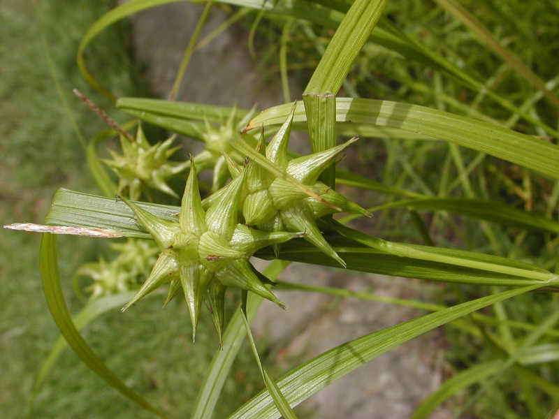 Carex grayi