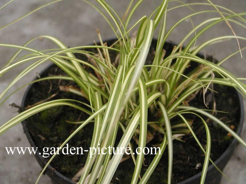 Carex oshimensis 'Evergold'