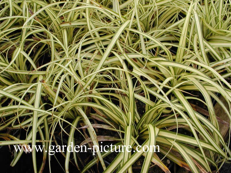 Carex oshimensis 'Evergold'