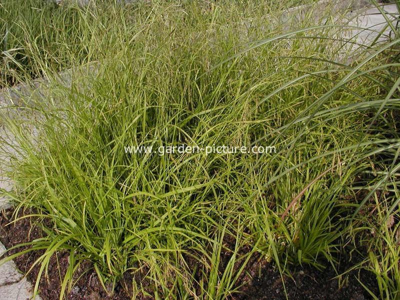 Carex sylvatica