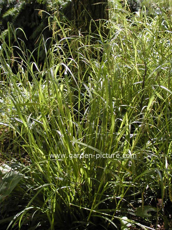 Carex sylvatica