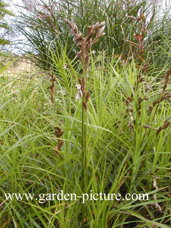 Carex muskingumensis