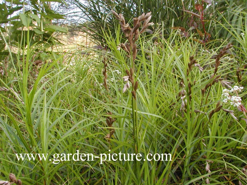 Carex muskingumensis