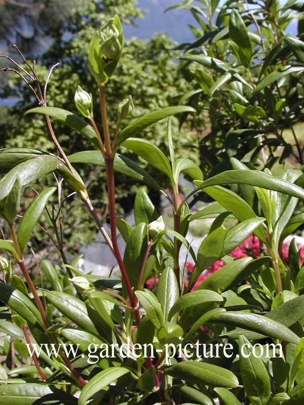 Carpenteria californica