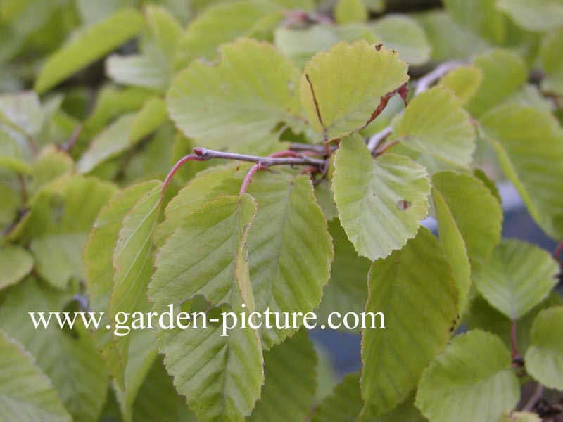 Carpinus coreana