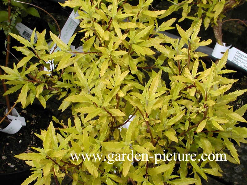 Caryopteris clandonensis 'Worcester Gold'