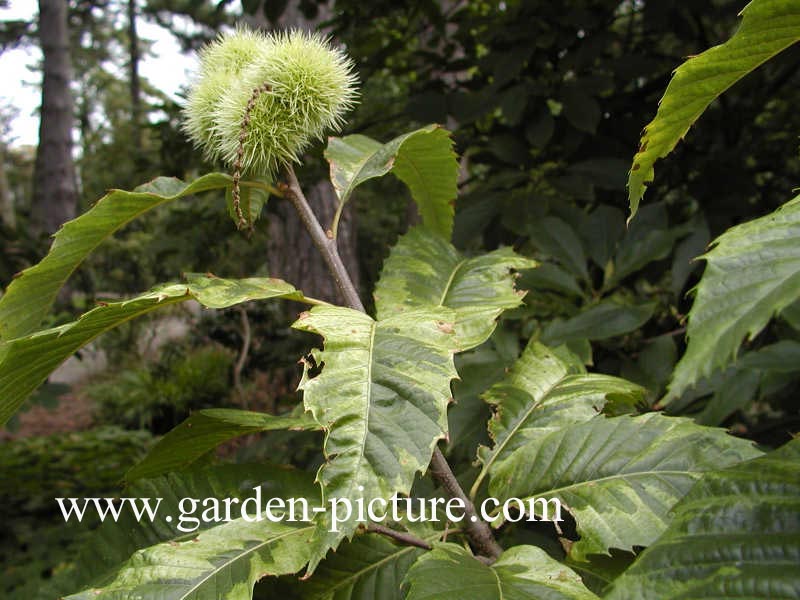 Castanea sativa 'Variegata'