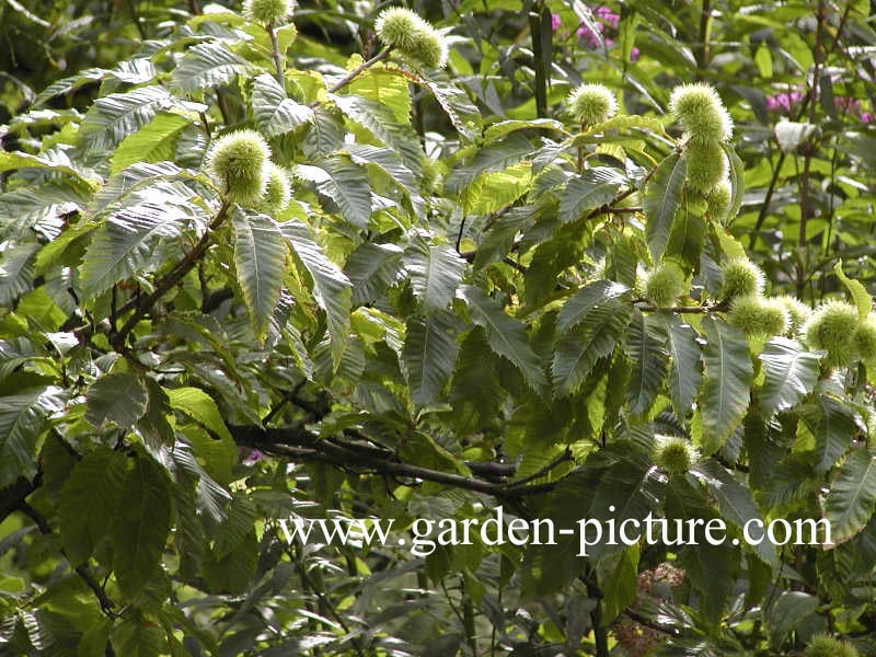 Castanea sativa 'Variegata'