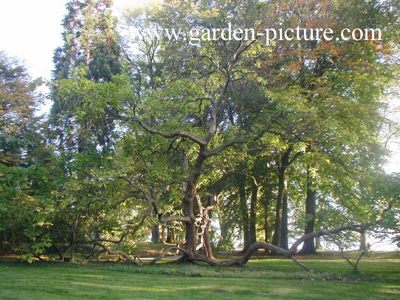 Catalpa bignonioides