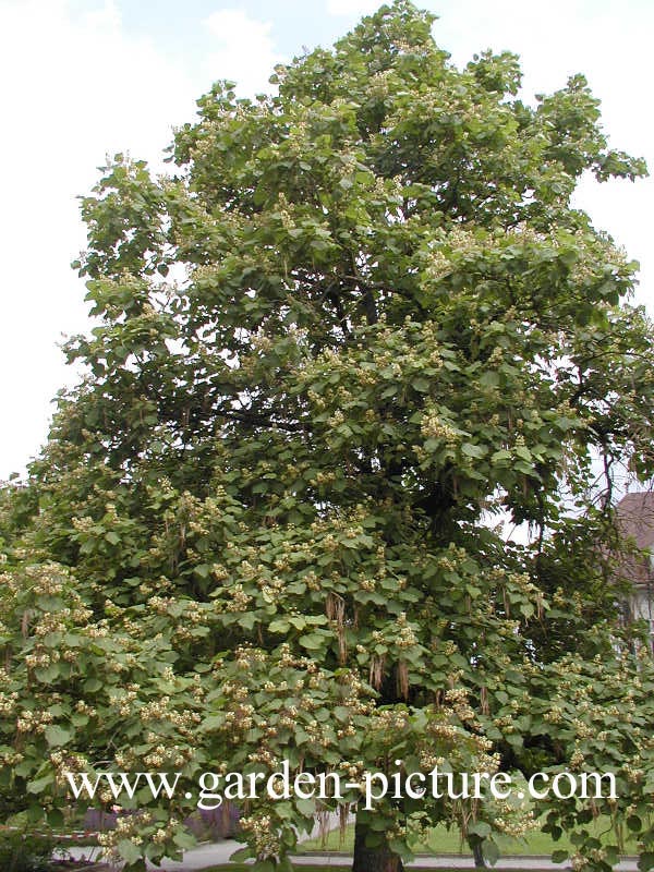 Catalpa ovata