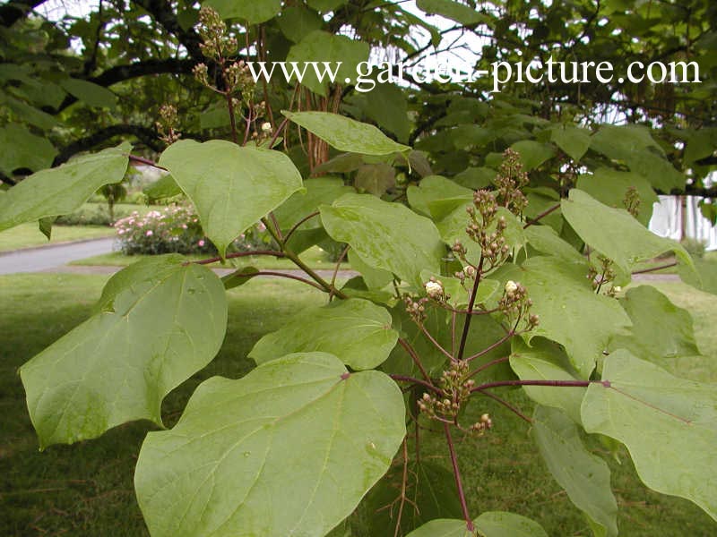 Catalpa ovata