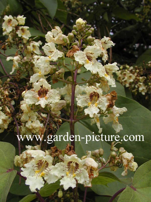 Catalpa ovata