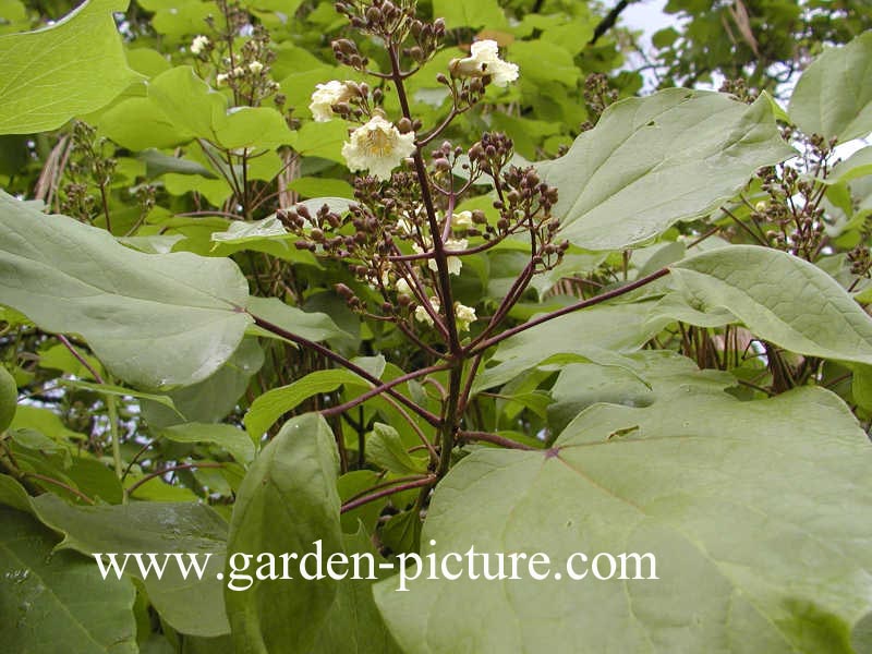 Catalpa ovata