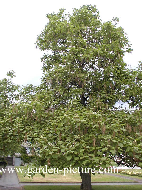 Catalpa ovata