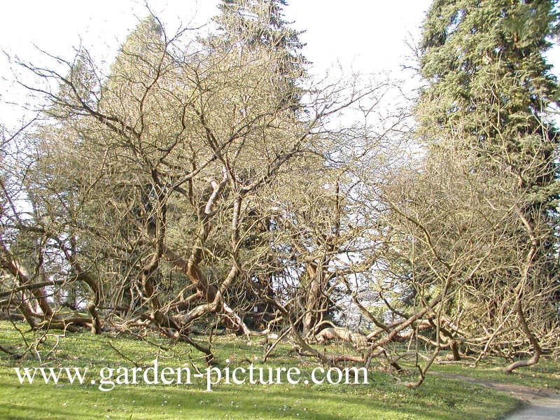 Catalpa erubescens 'Purpurea'