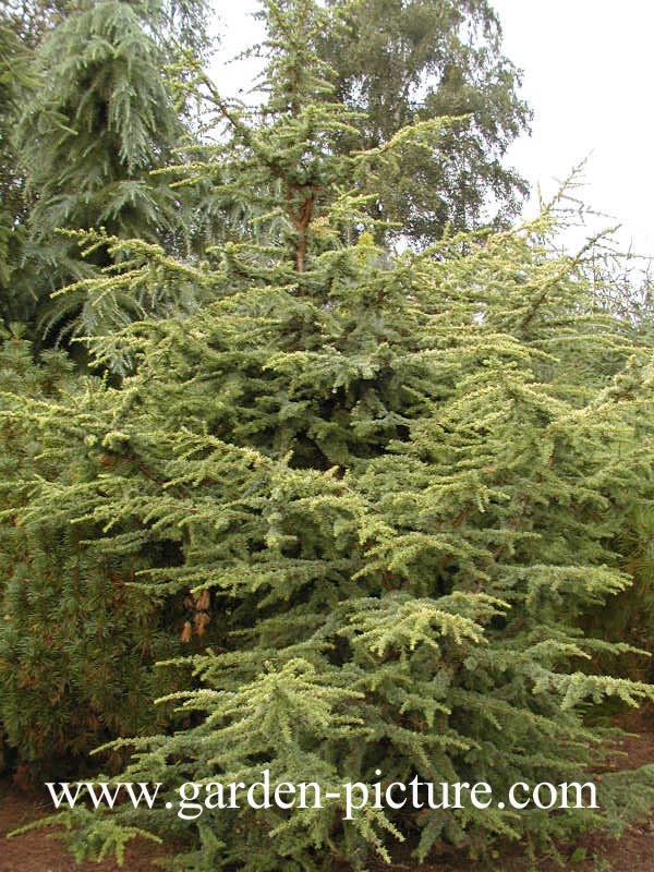 Cedrus libani 'Atlantica Aurea'