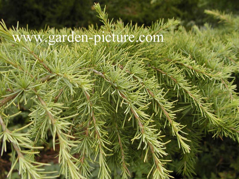 Cedrus deodara 'Aurea'