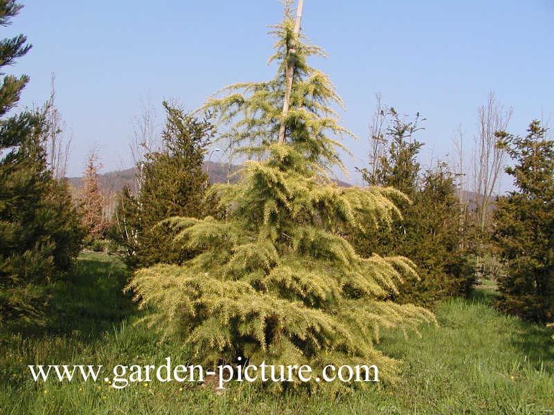 Cedrus deodara 'Aurea'