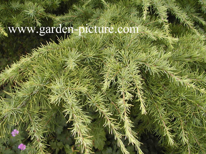 Cedrus deodara 'Aurea'