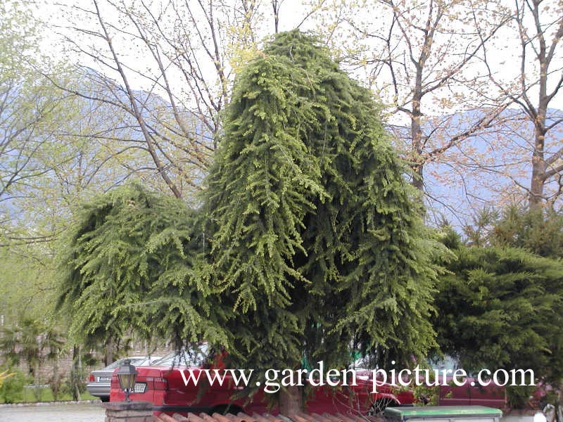 Cedrus deodara 'Pendula'