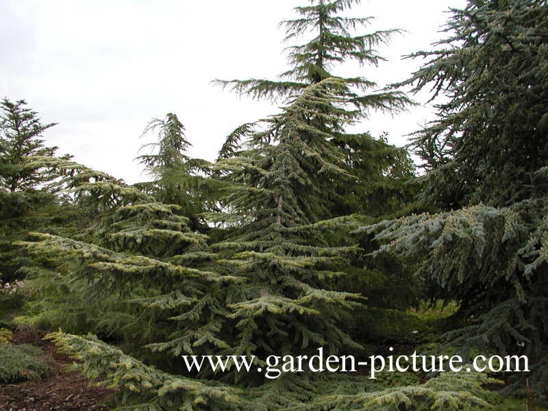 Cedrus libani 'Atlantica Aurea'