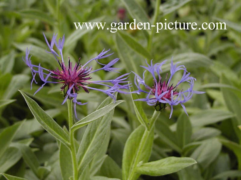 Centaurea montana