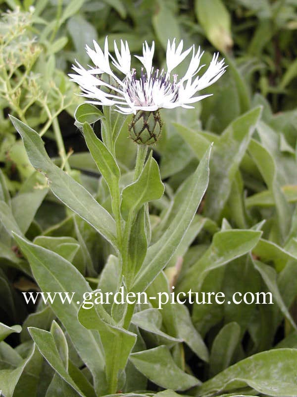 Centaurea montana 'Alba'