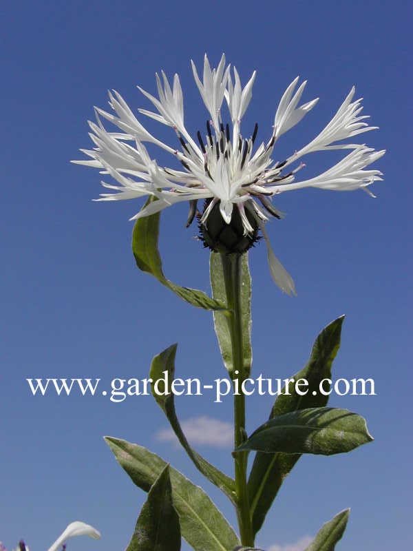 Centaurea montana 'Alba'