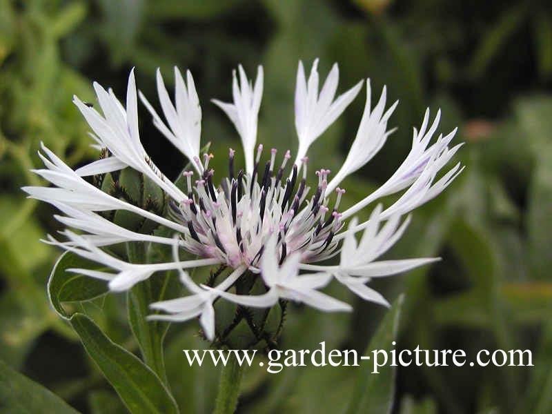 Centaurea montana 'Alba'