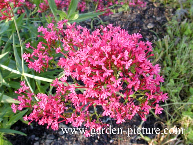 Centranthus ruber 'Coccineus'