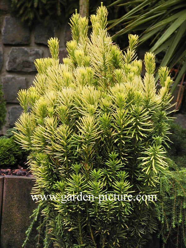 Cephalotaxus harringtonii 'Korean Gold'