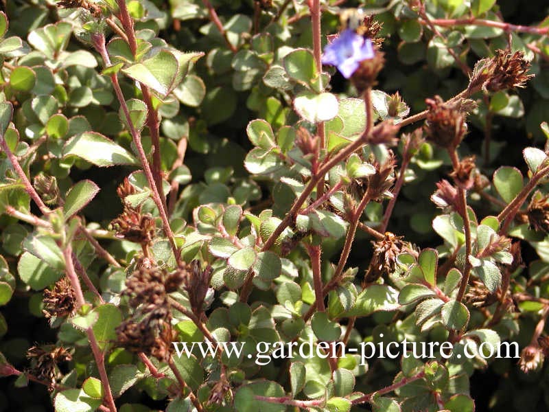 Ceratostigma griffithii