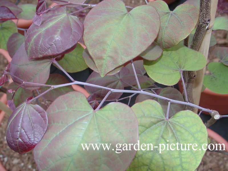 Cercis canadensis 'Forest Pansy'