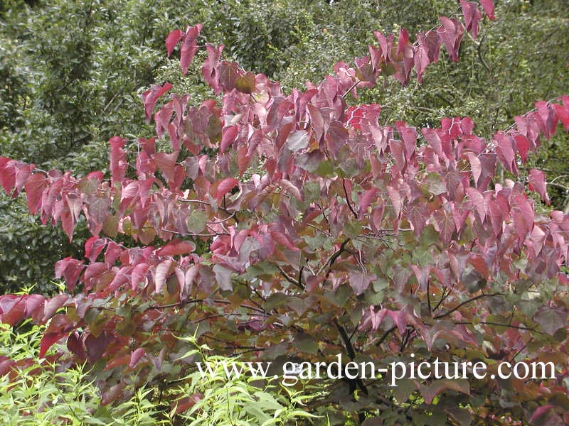 Cercis canadensis 'Forest Pansy'