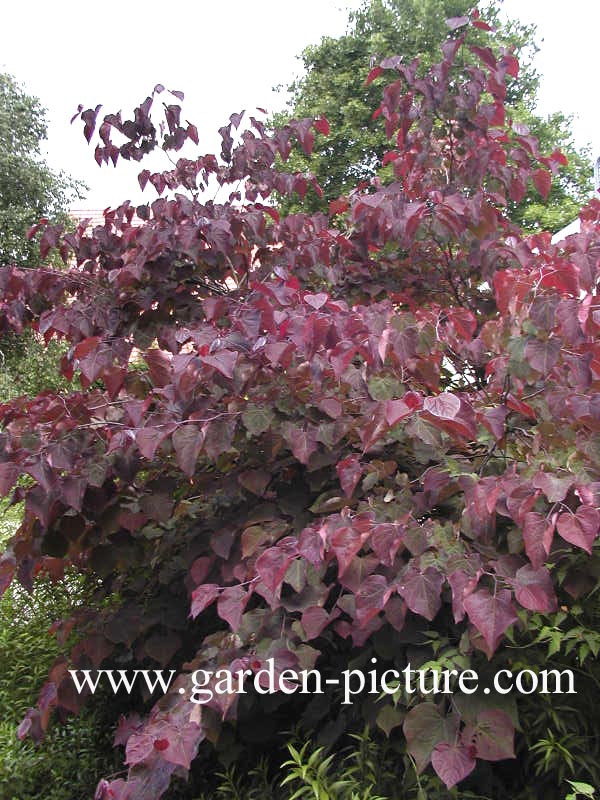 Cercis canadensis 'Forest Pansy'